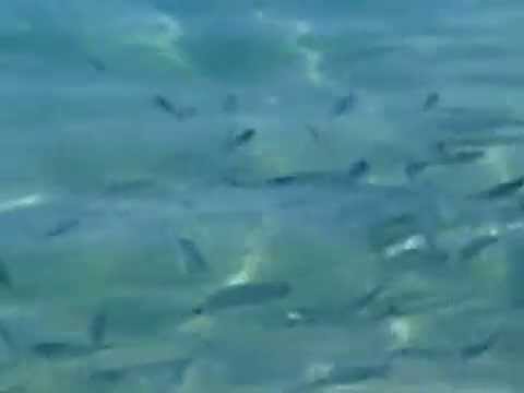 2014 09 30 Kovacine Fischfuetterung