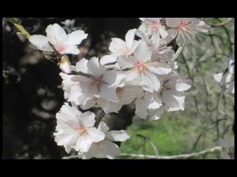Beginn der Mandelbluete an der Algarve, Portugal- Almond flowering