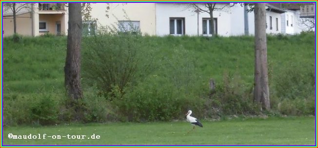 2015-04-25 Storch