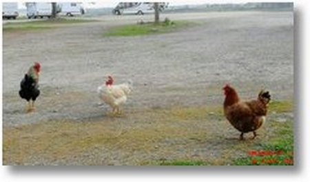 2020-02-19 Hühner